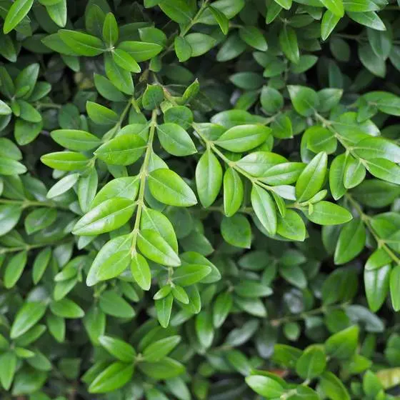 Box, Buxus sempervirens