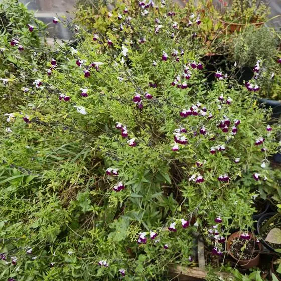 Perennial mix: Salvia, Verbena, Achillea