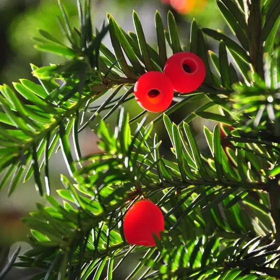 Yew, Taxus baccata